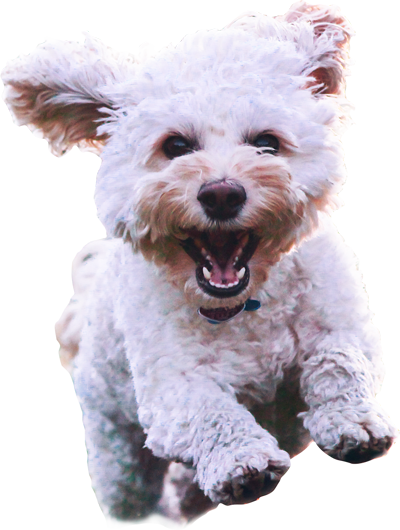 chien courant vers nous